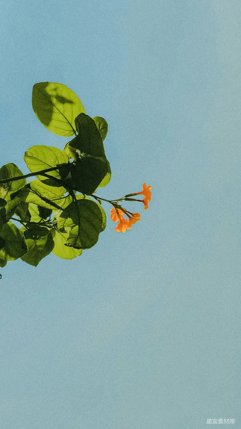 高清摄影 自然 花卉 天空 清新 春天 蓝天下的橙花