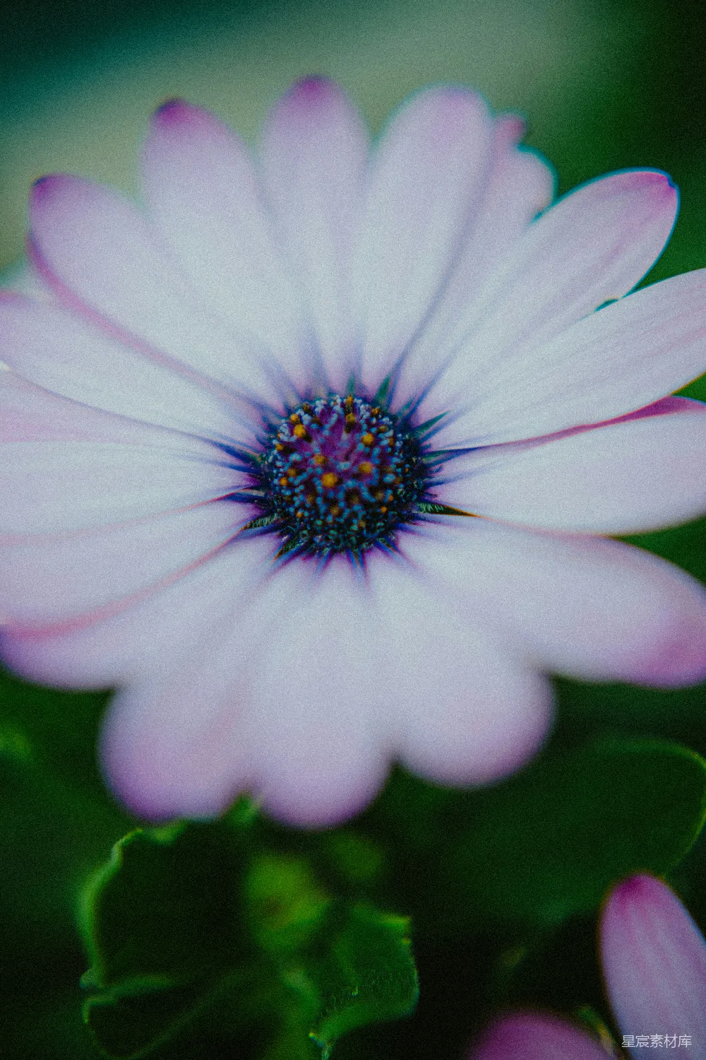 高清摄影 雏菊 花卉 自然 色彩 背景 淡紫色的雏菊特写