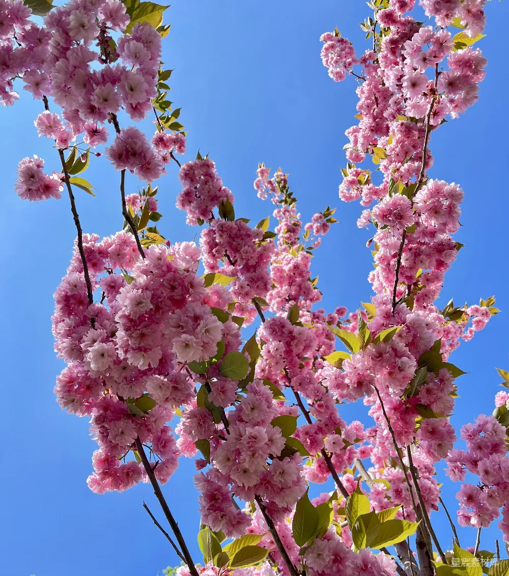 高清摄影 樱花 春天 自然 风景 花卉 春风拂面，粉色樱花盛开