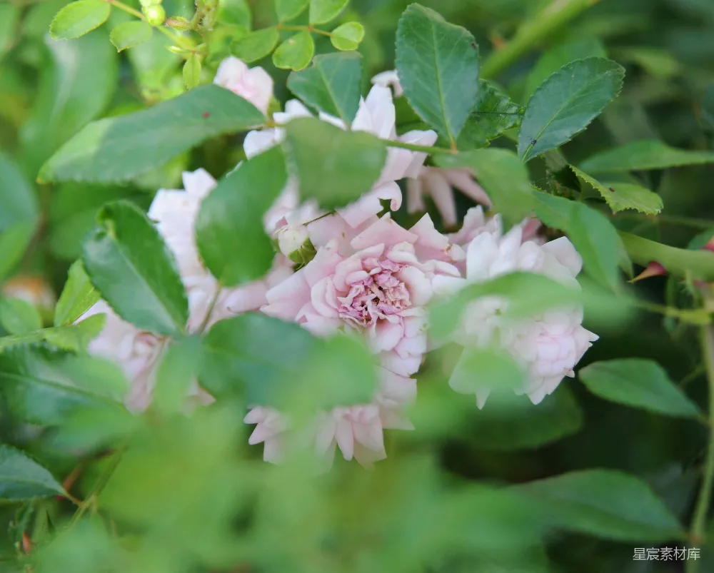 高清摄影 花 自然 植物 花朵 户外 粉红色玫瑰花丛