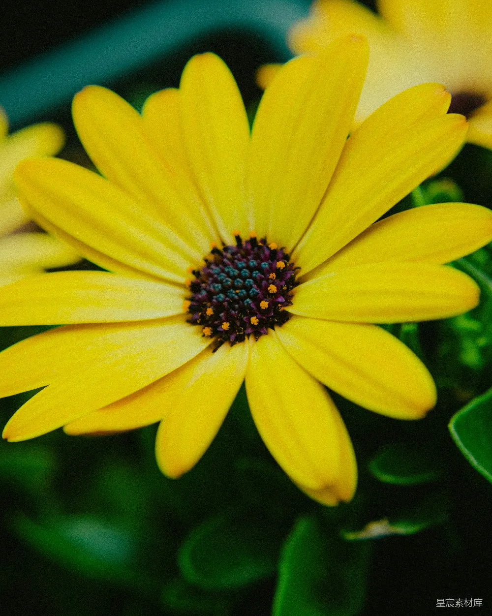 高清摄影 花朵 特写 自然 明亮 户外 阳光下的黄花特写