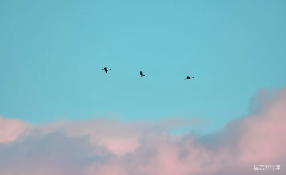 高清摄影 鸟类 自然 天空 飞行 宁静 天空中的三只飞翔的鸟