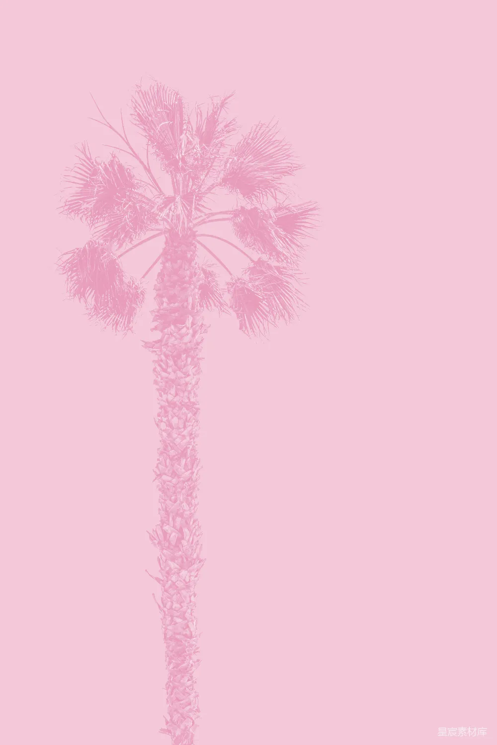 高清摄影 棕榈树 插画 粉色 简约 夏日 粉色棕榈树插画