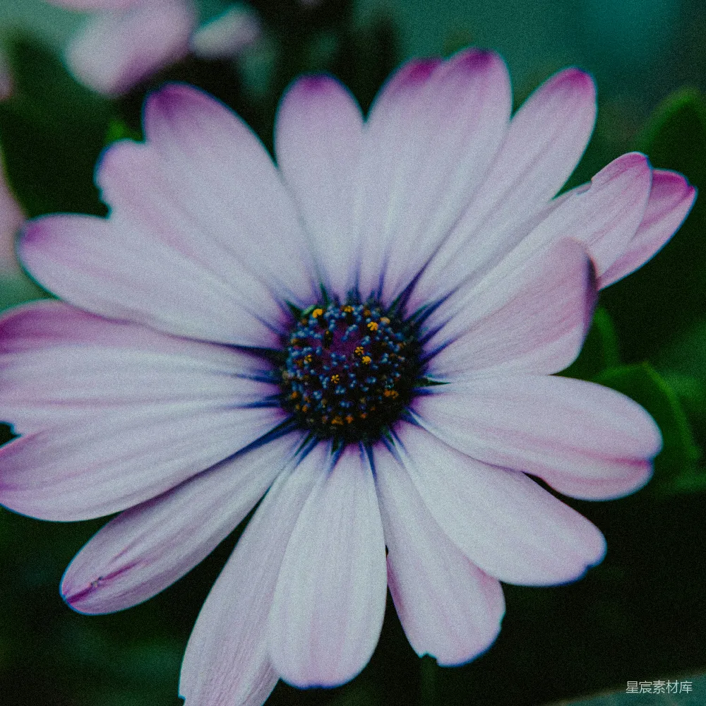 高清摄影 花 自然 紫色 雏菊 花卉 紫色的雏菊