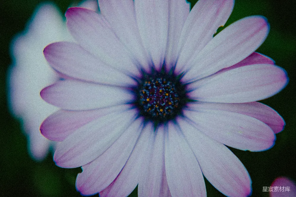 高清摄影 花朵 特写 自然 紫色 摄影 紫色雏菊的特写