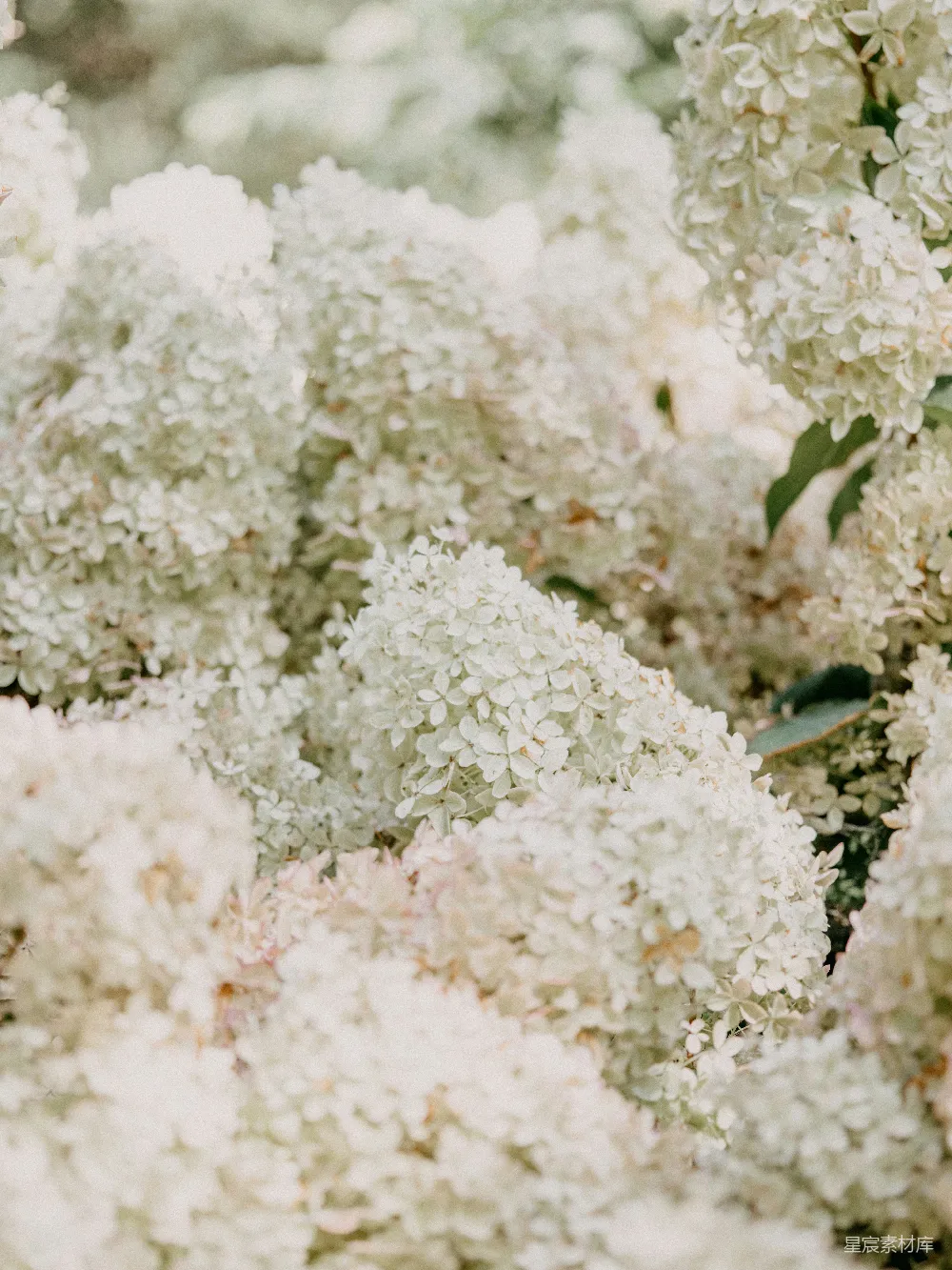 高清摄影 自然 花卉 宁静 柔美 户外 白花簇拥的静谧角落