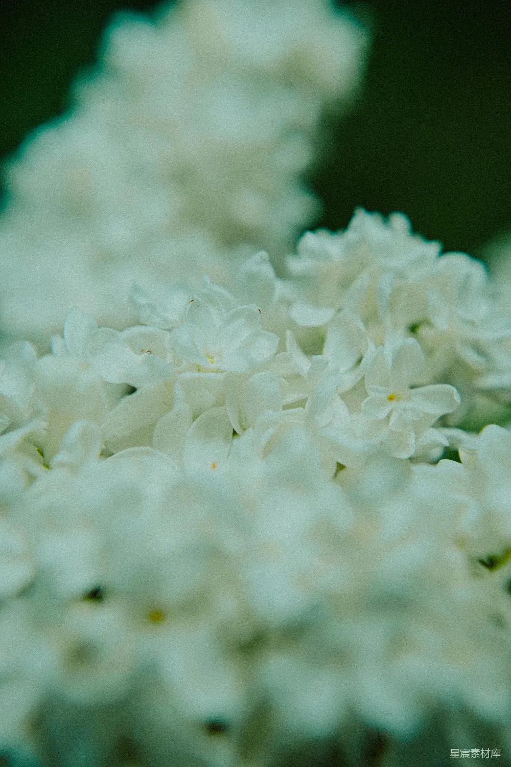 高清摄影 花朵 自然 清新 柔美 背景 浅白花丛的宁静之美