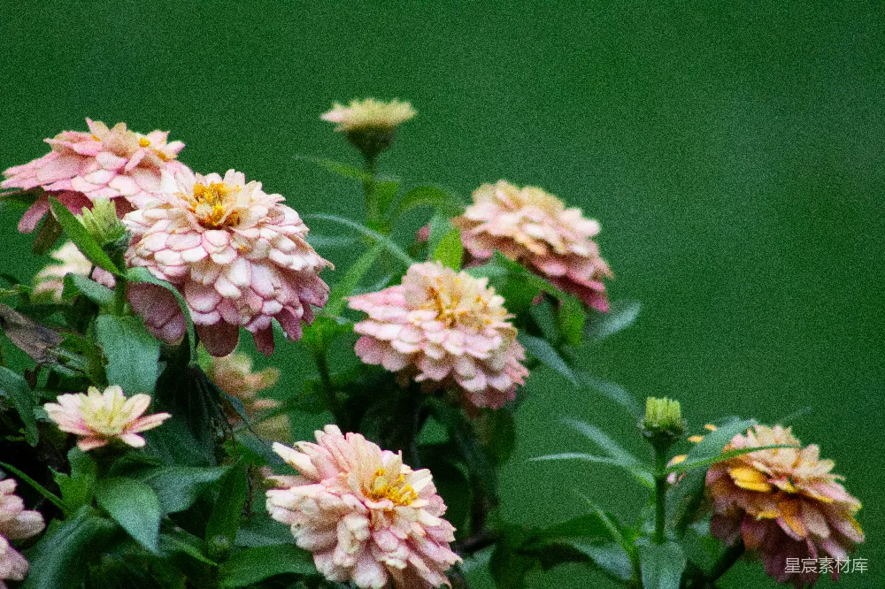 高清摄影 花朵 自然 粉白 植物 户外 粉白相间的花朵