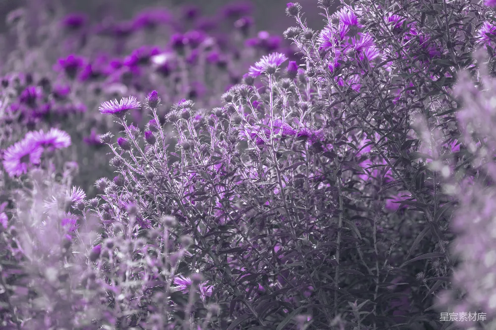 高清摄影 紫色 花卉 自然 摄影 风景 紫色花海