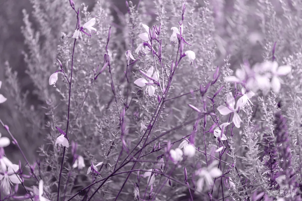 高清摄影 紫色 花朵 自然 宁静 花田 紫色花海的宁静