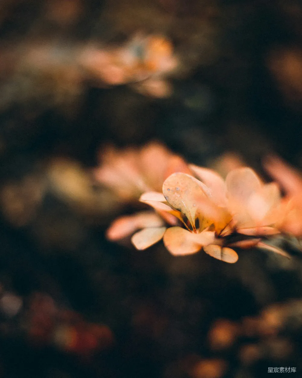 高清摄影 自然 光影 花卉 静谧 艺术 花瓣上的光影