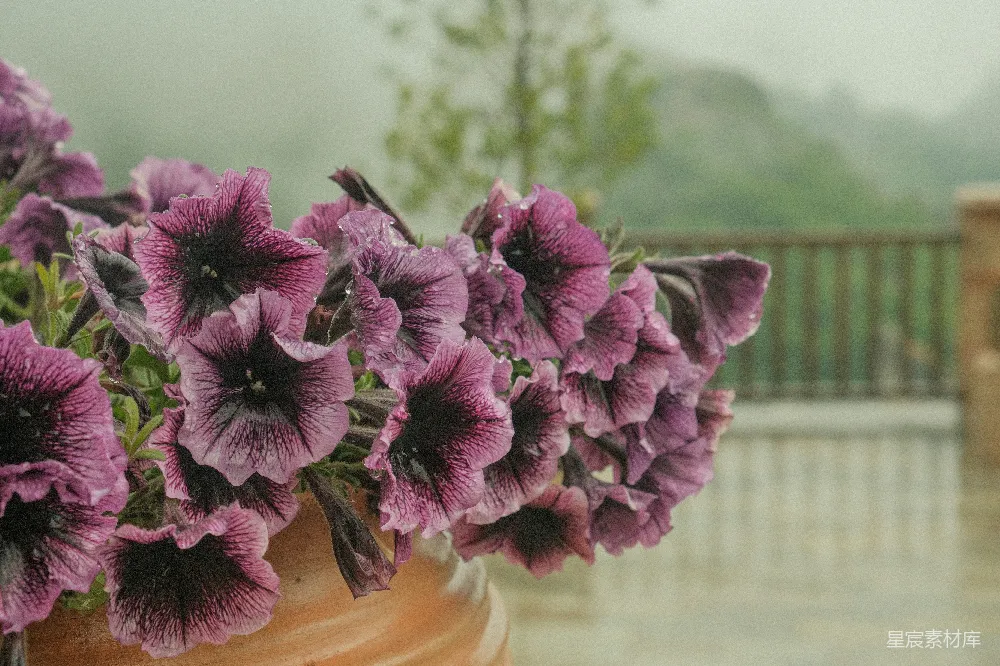 高清摄影 花朵 紫色 雨后 自然 宁静 雨后紫罗兰花