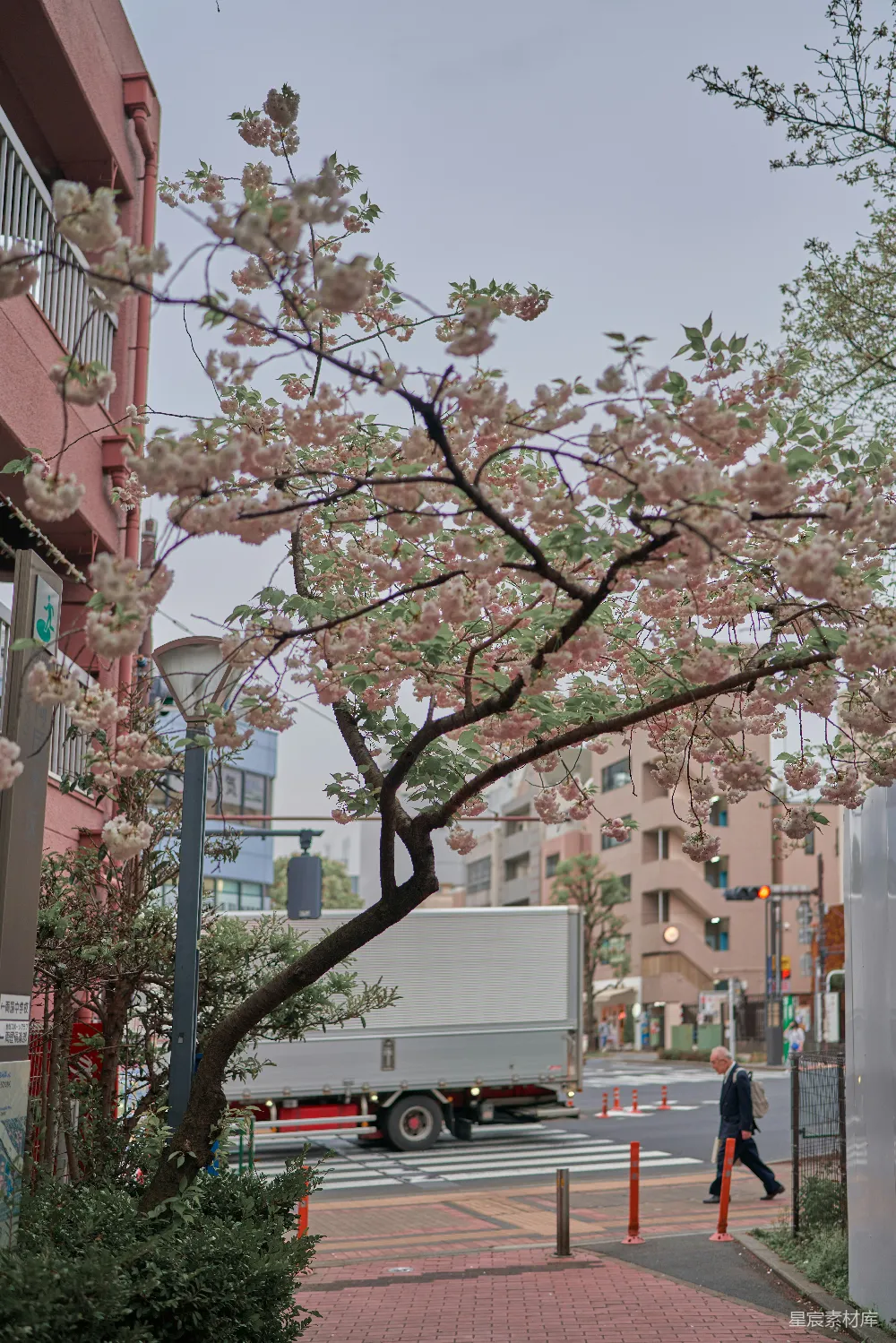 高清摄影 樱花 街道 城市 自然与人文 春季 樱花盛开的城市街道