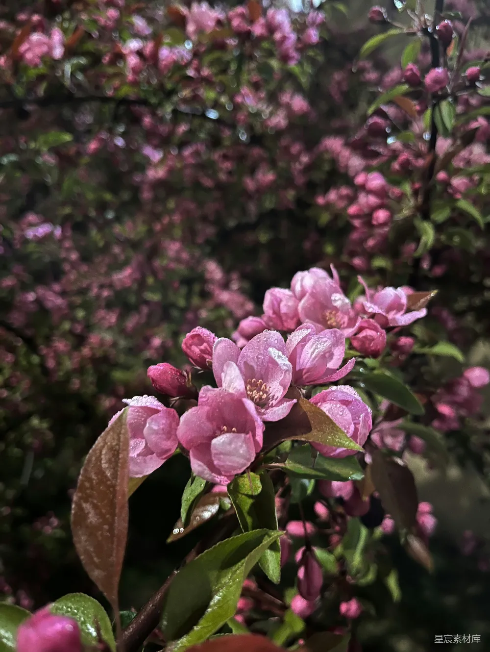 高清摄影 粉色花朵 雨后场景 自然之美 春季花卉 雨滴 雨后绽放的粉色花朵
