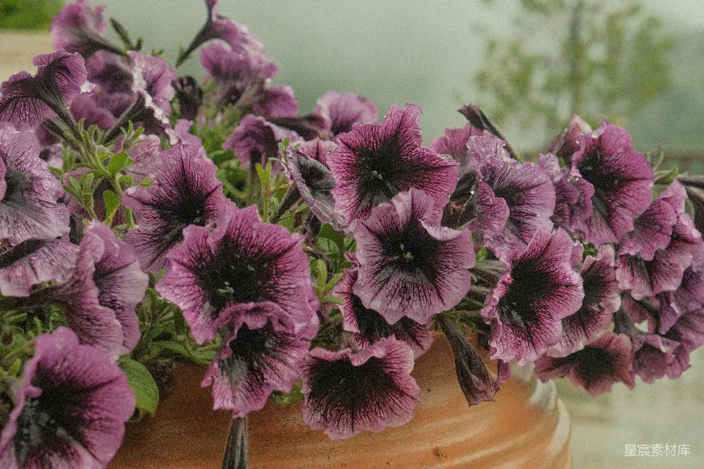 高清摄影 花朵 紫色 花瓶 自然 静物 紫色花朵的花瓶