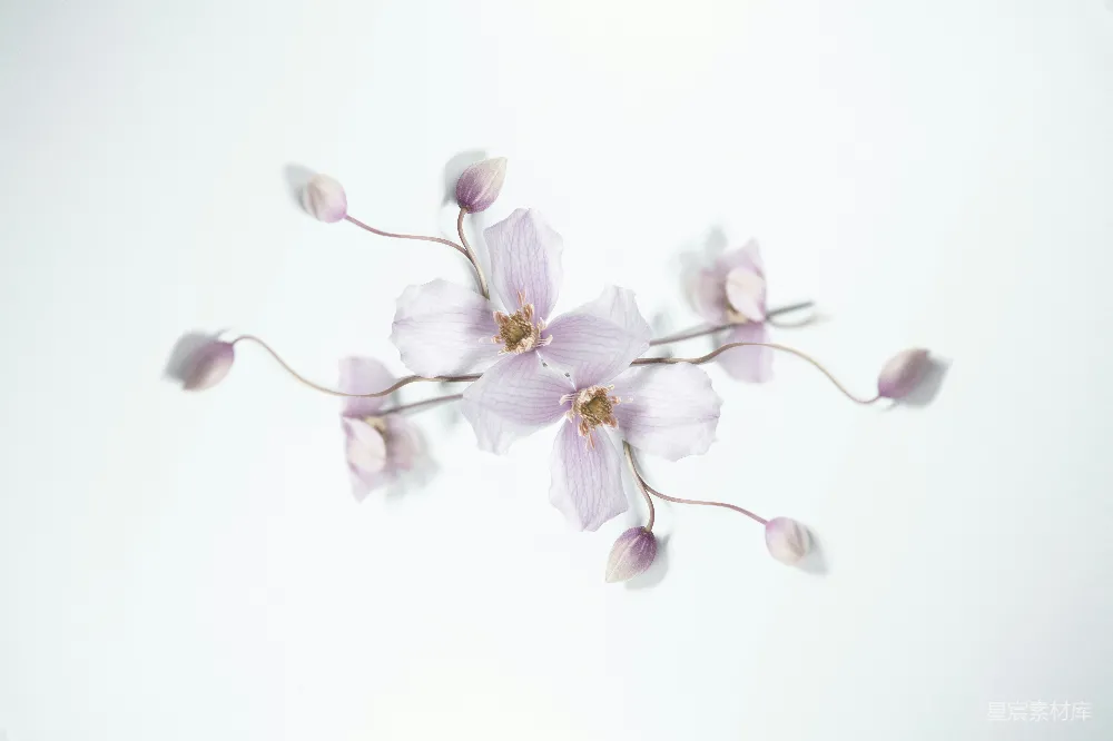 高清摄影 花朵 静谧 淡紫色 自然 摄影 淡紫色花朵的静谧之美