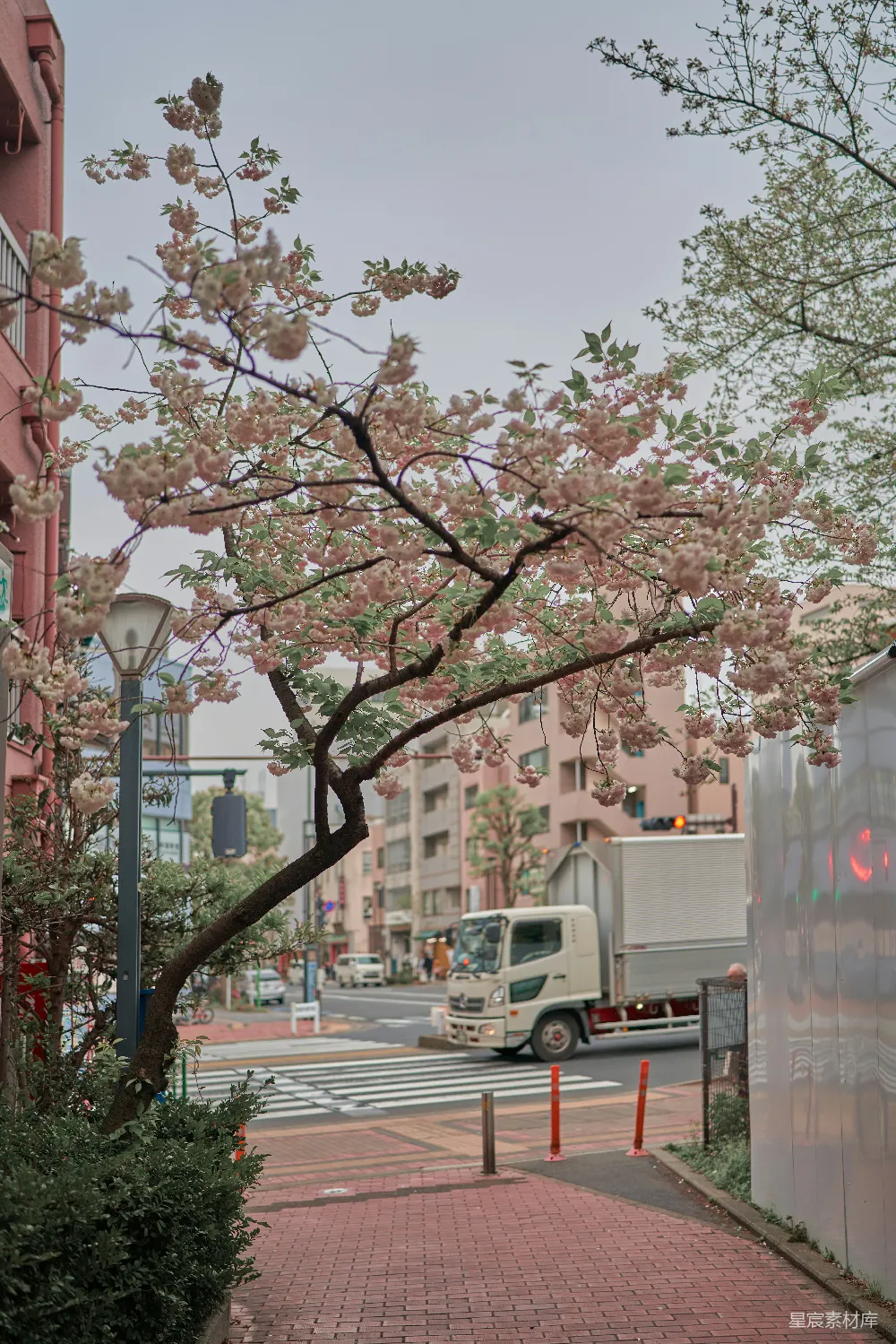 高清摄影 樱花 城市 街景 春天 都市 樱花盛开的城市街景