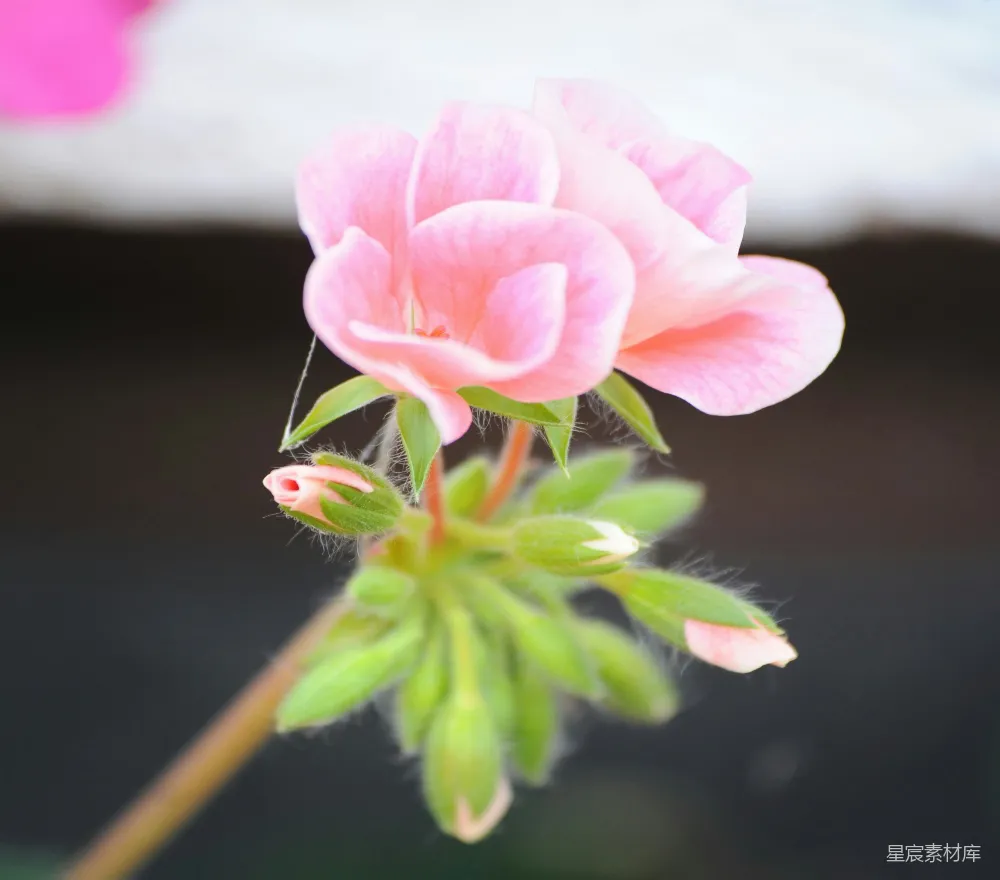 高清摄影 花朵 粉红色 自然 摄影 春天 粉红色的花朵与嫩叶
