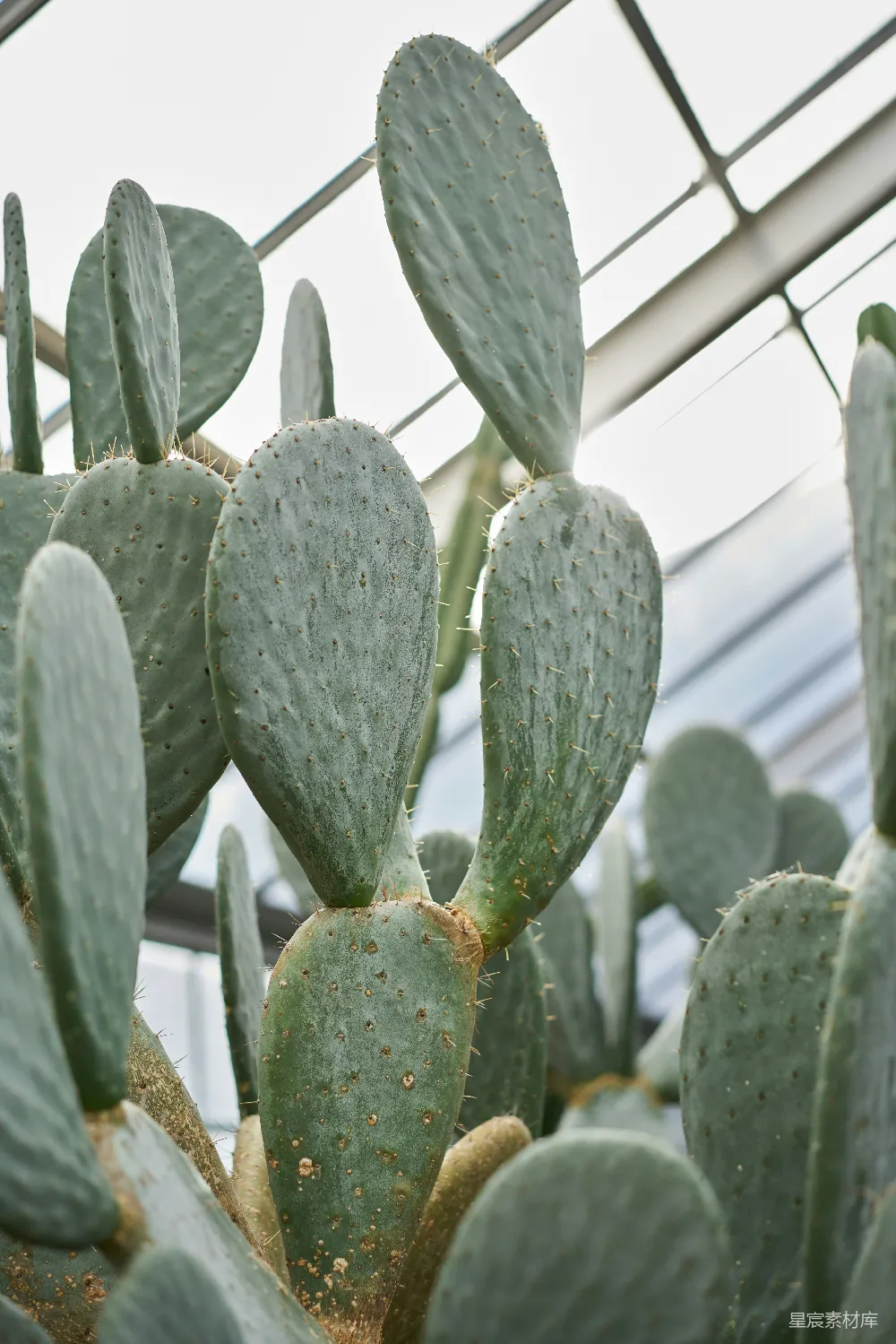 高清摄影 仙人掌 温室 植物 自然 生态 温室中的仙人掌