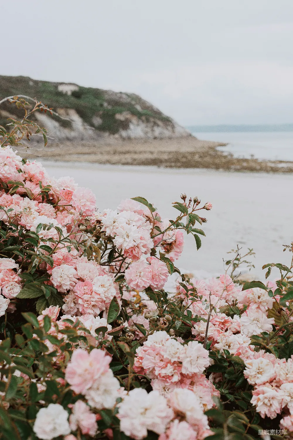 高清摄影 花海 自然景观 浪漫 海边 风景 海岸边的粉白玫瑰
