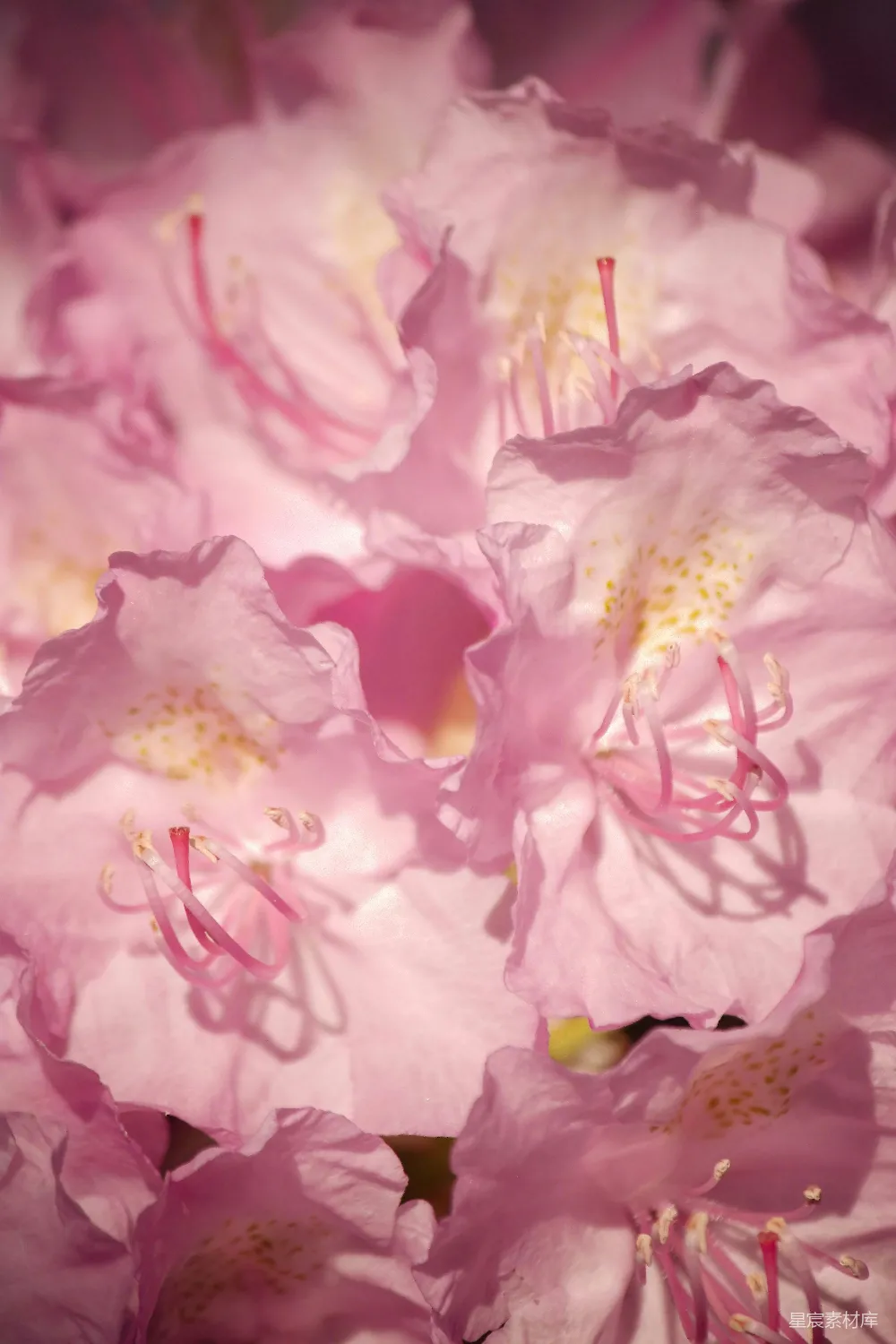 高清摄影 花朵 粉红色 特写 自然 春季 粉红色的杜鹃花特写