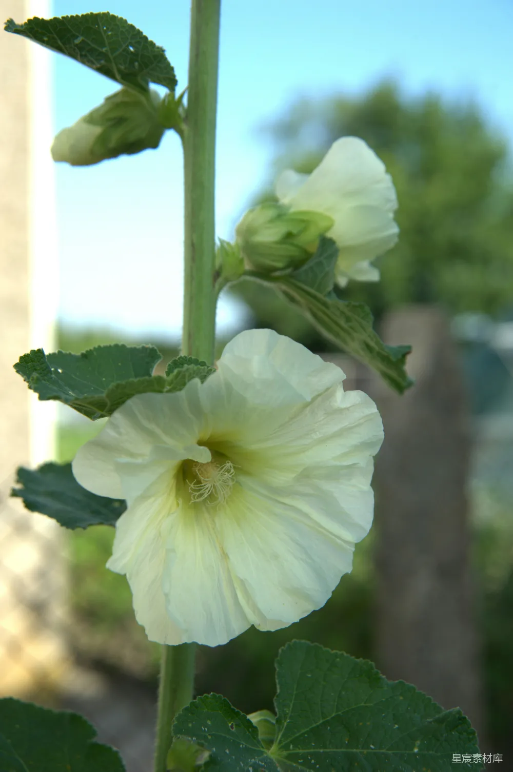 高清摄影 花 自然 植物 户外 清新 白色花朵与绿叶的自然之美