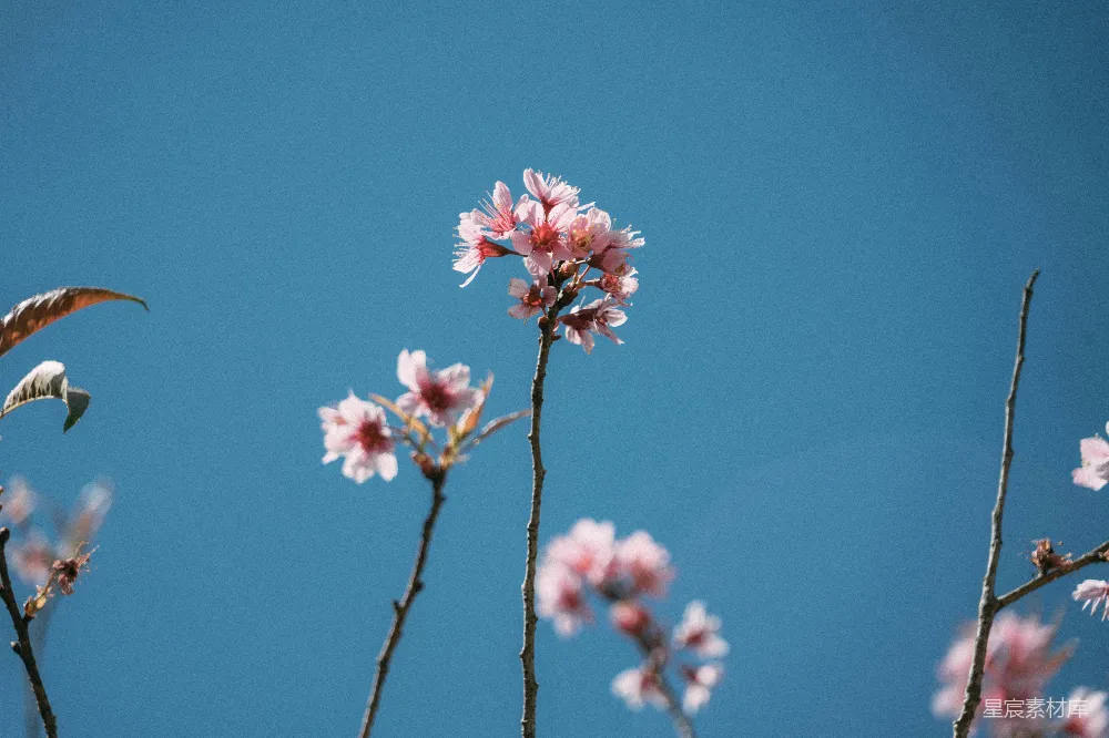 高清摄影 樱花 自然 春天 蓝色天空 植物 春风中的樱花