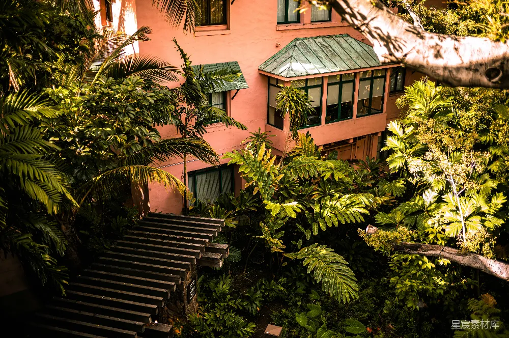 高清摄影 热带植物 粉色建筑 户外场景 自然景观 城市绿洲 热带植物环绕的粉红色建筑