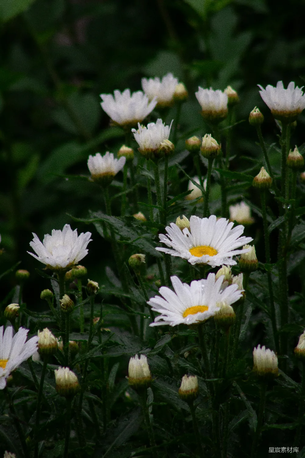 高清摄影 雏菊 雨后 自然 清新 花卉 雨后雏菊