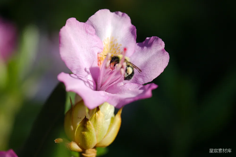 高清摄影 花蜜 蜜蜂 自然 花卉 生态 蜜蜂采集花蜜的瞬间