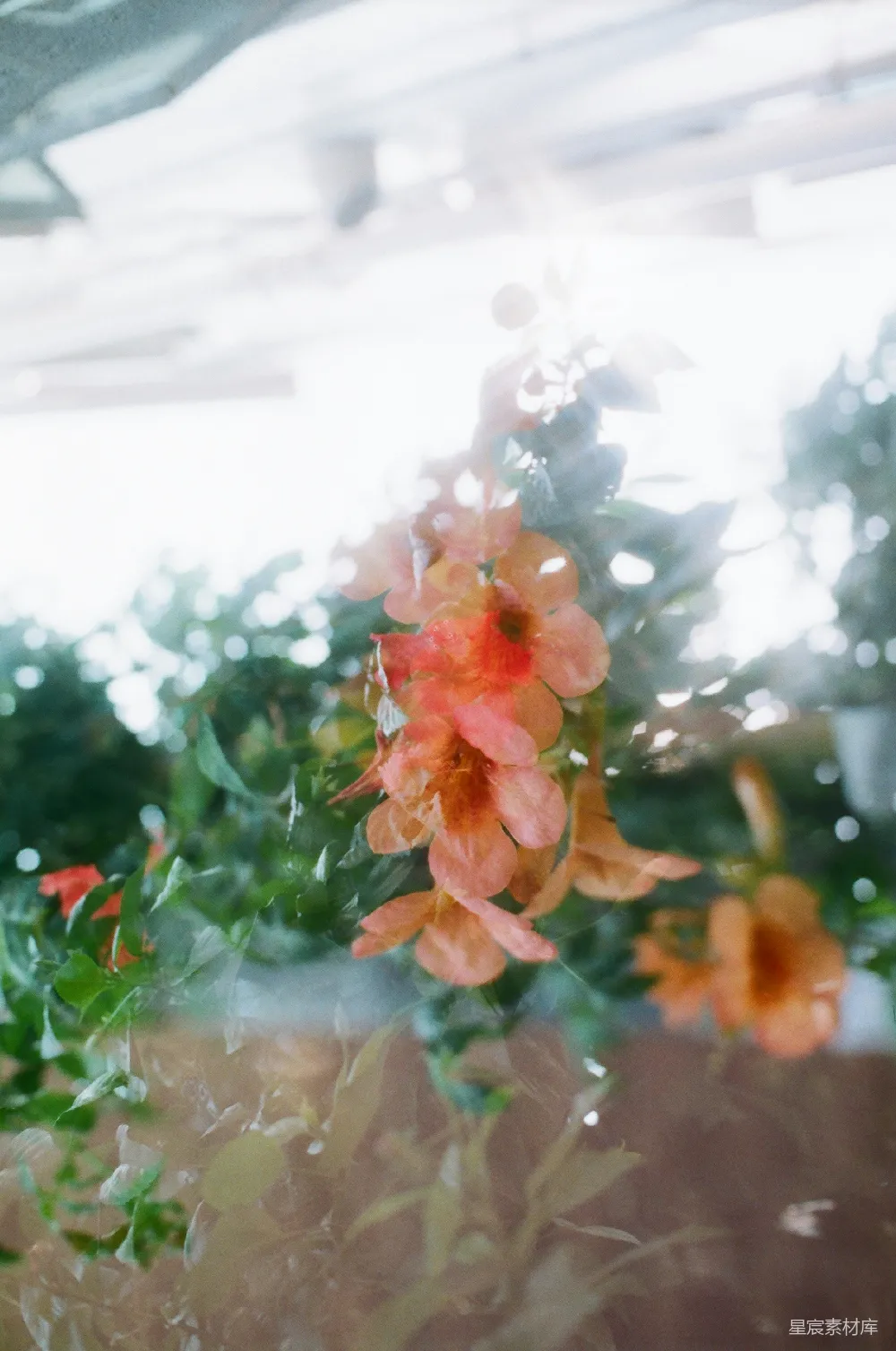 高清摄影 花卉 玻璃窗 自然 光影效果 静谧 玻璃窗后的花朵