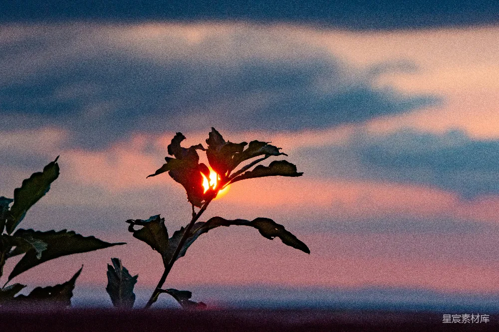 高清摄影 自然 夕阳 剪影 宁静 自然景观 夕阳中的枯枝剪影