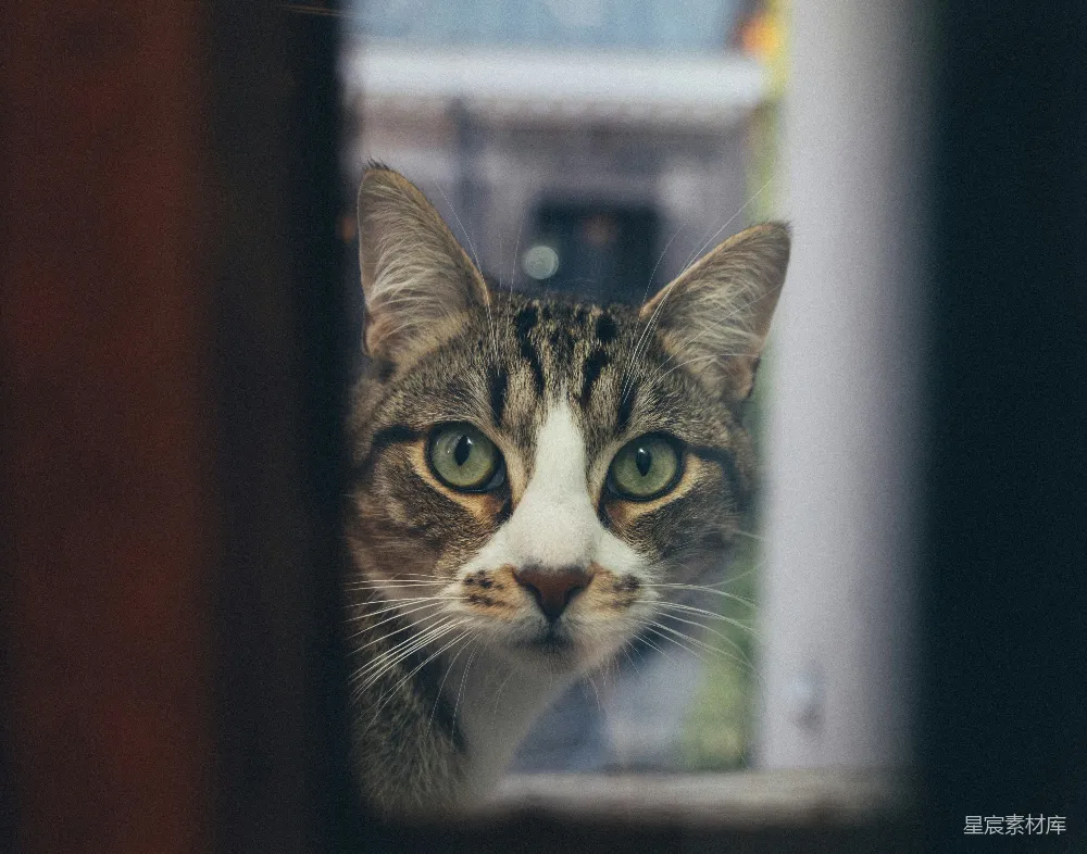 高清摄影 猫 窗户 神秘 特写 动物 透过窗户的神秘猫眼