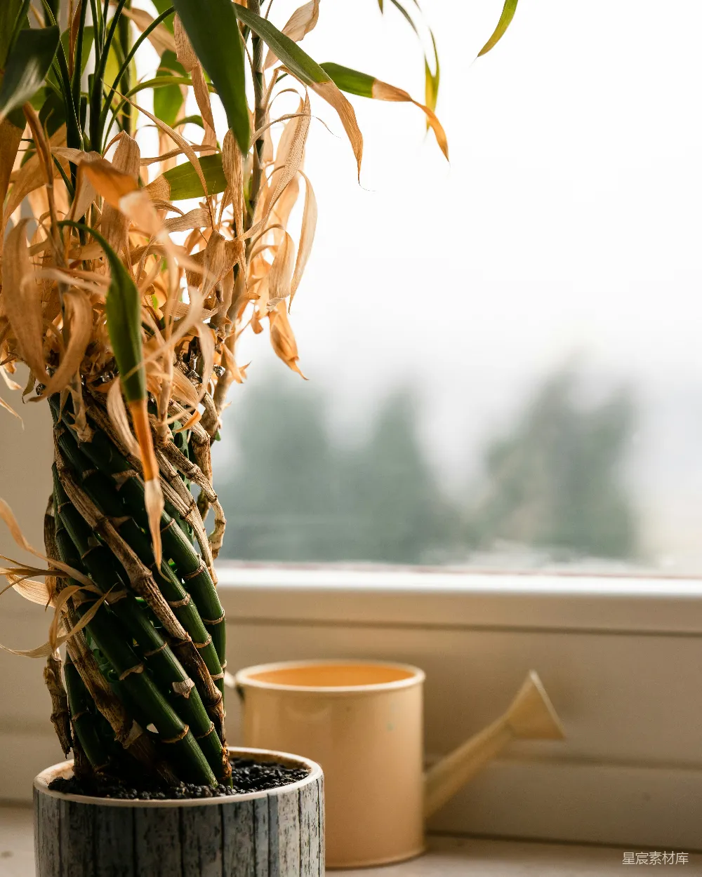 高清摄影 植物 枯萎 室内 自然 家居 枯萎的竹子与窗边的浇水壶