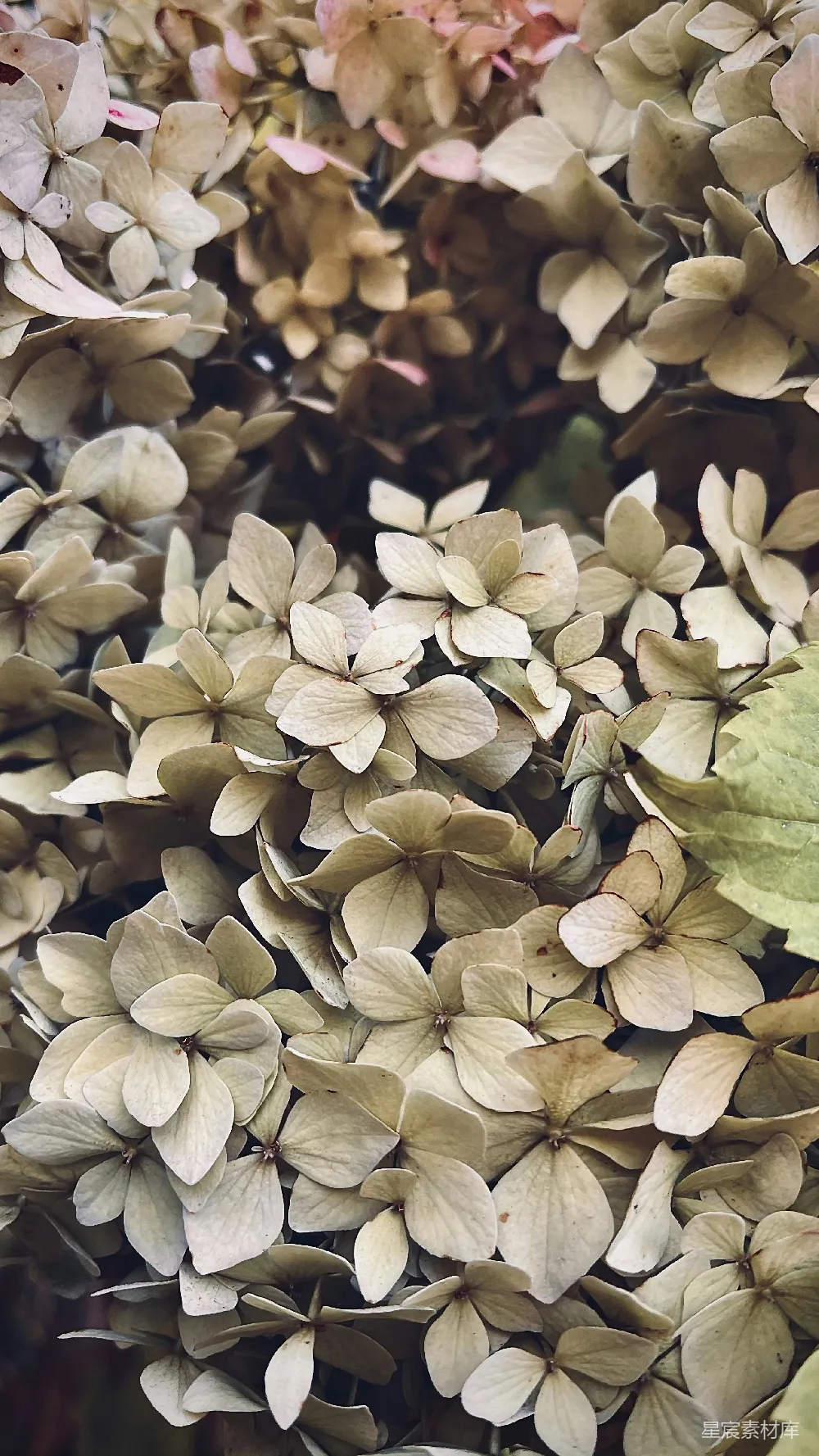 高清摄影 花朵 自然 花卉 清新 背景 紫色绣球花特写