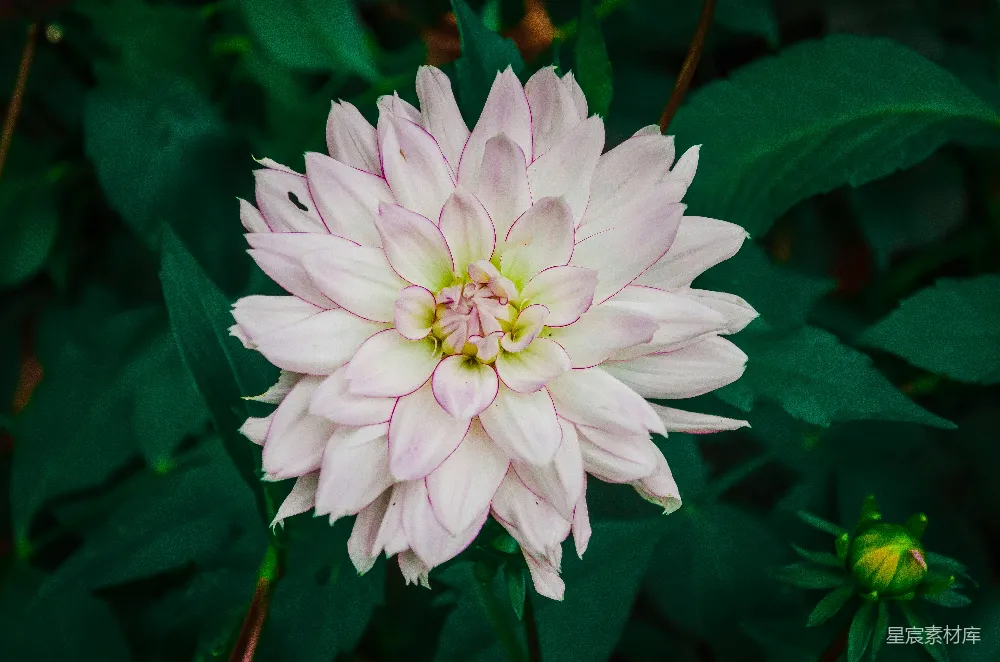 高清摄影 菊花 花卉 自然 清新 户外 粉白相间的菊花