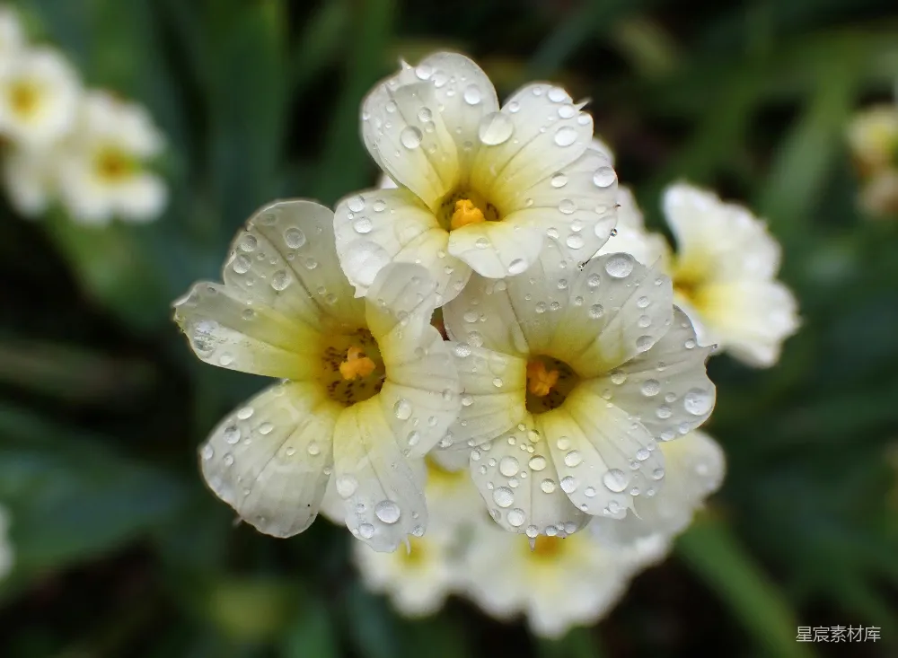 高清摄影 花朵 雨后 自然 清新 宁静 雨后洁白的花朵