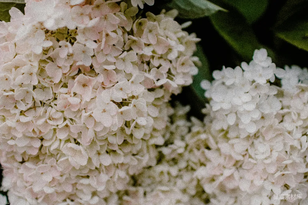 高清摄影 绣球花 花卉 自然 清新 背景 粉白绣球花特写