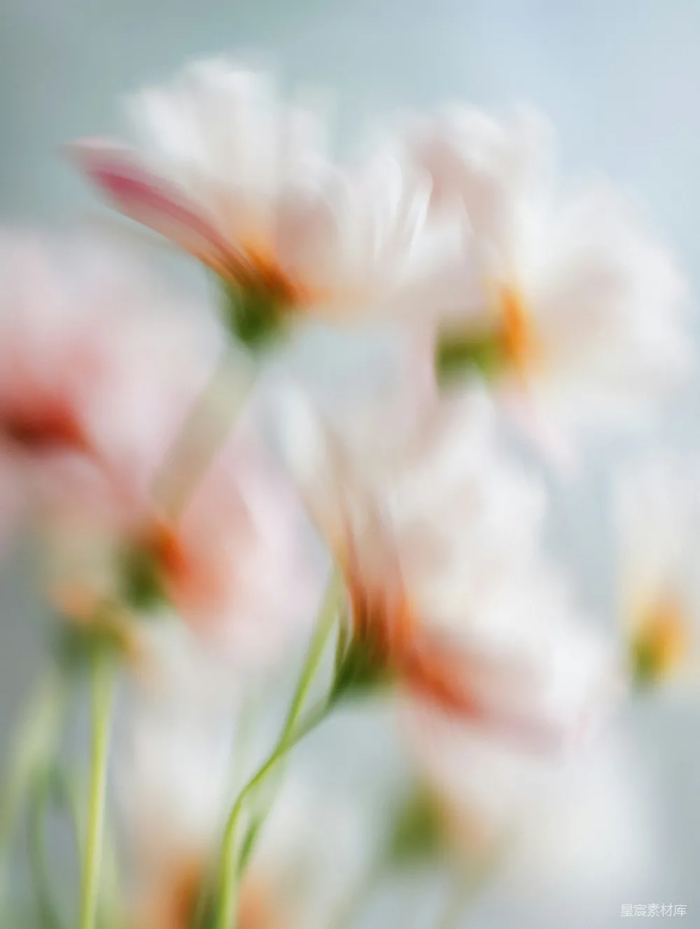 高清摄影 花朵 模糊 自然 梦幻 艺术 模糊中的花影