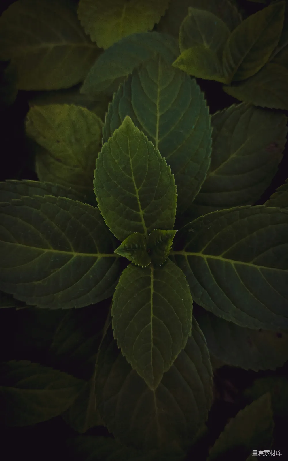 高清摄影 植物 深色调 叶子特写 自然 环境 深色调的植物叶片特写