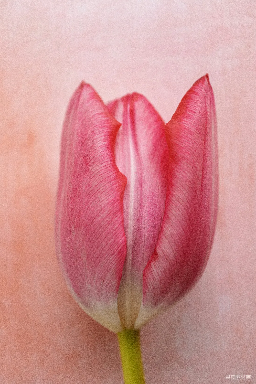 高清摄影 郁金香 粉红色 花卉 自然 浪漫 粉红郁金香的精致之美