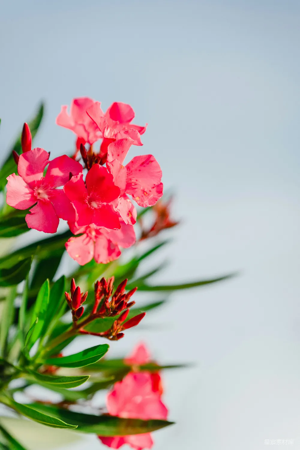 高清摄影 花卉 自然 春天 摄影 户外 粉红色的夹竹桃