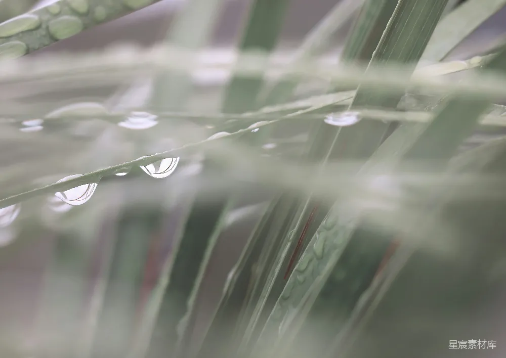 高清摄影 自然 微距摄影 露珠 清新 植物 雨后绿叶上的露珠