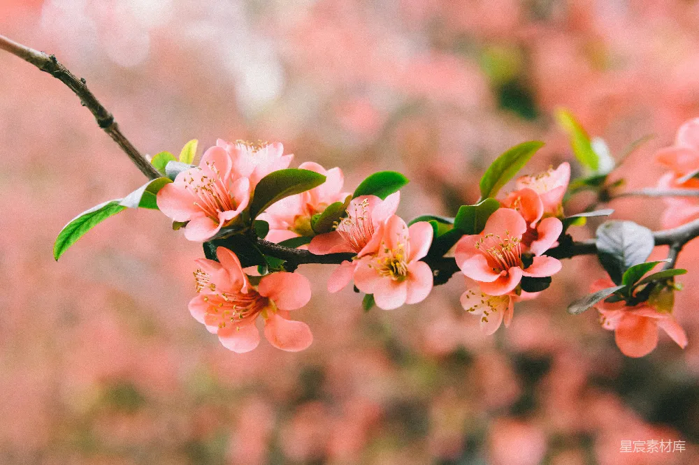 高清摄影 春花 自然 粉色 花卉 春季 粉嫩花枝春意浓