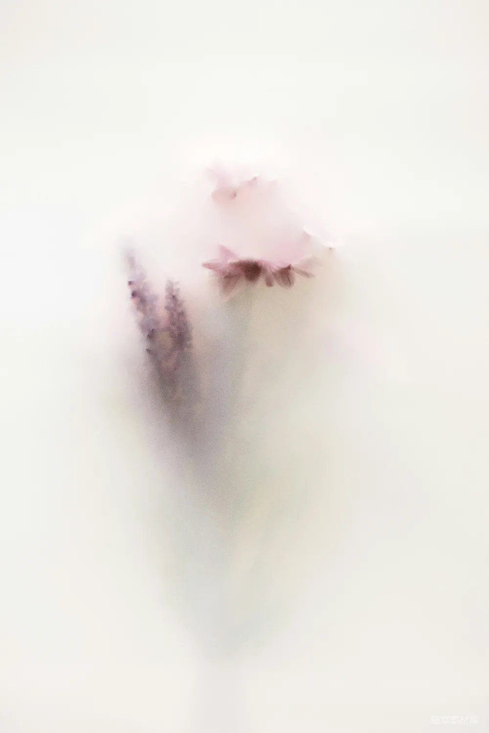 高清摄影 花卉 梦幻 雾气 自然 艺术 迷雾中的花朵