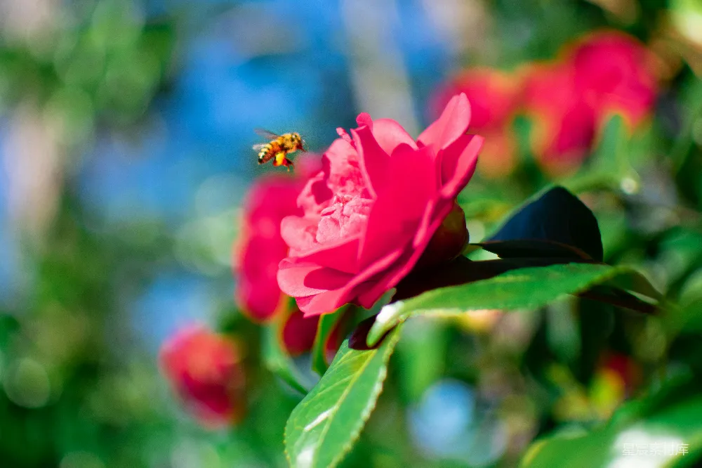高清摄影 蜜蜂 花卉 自然 春天 摄影 蜜蜂与红花