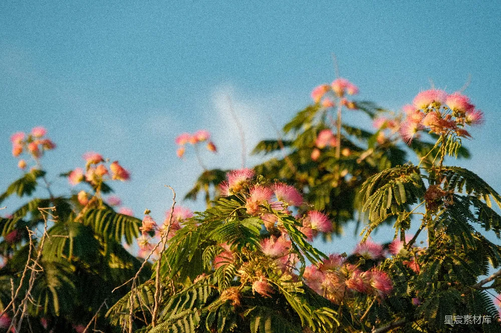 高清摄影 自然 花朵 风景 春季 户外 粉红色的合欢花在蓝天背景下绽放