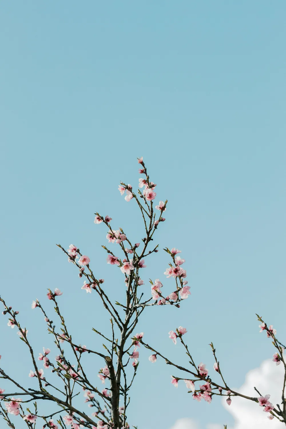 高清摄影 春天 自然 花枝 蓝天 清新 春天的花枝与蓝天