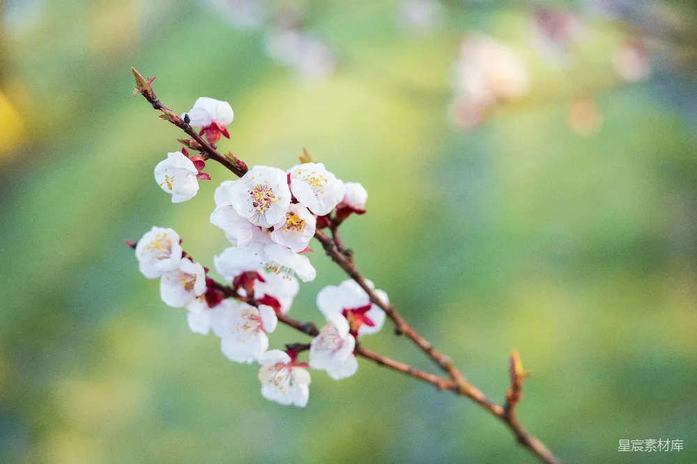高清摄影 春天 花朵 自然 摄影 生机 春日花枝绽放