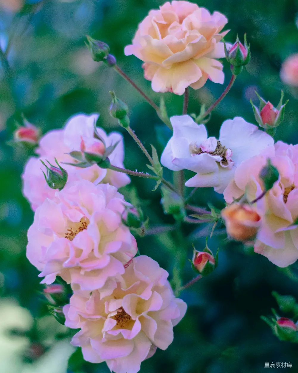 高清摄影 玫瑰花 晨光 自然 花卉 静谧 晨光中的粉玫瑰